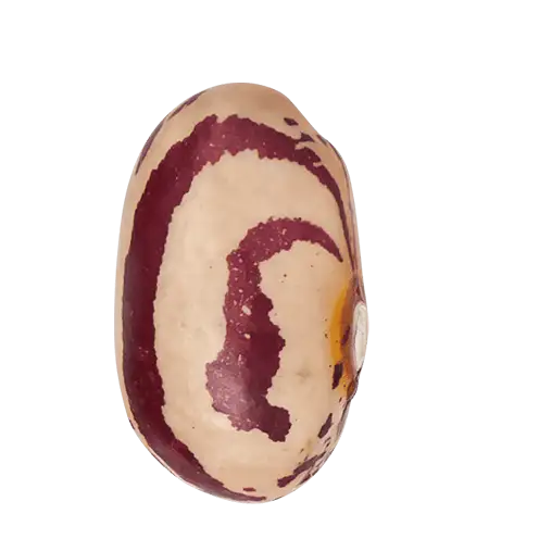 Fagioli Borlotti